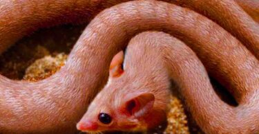 20 Hybrid Animals Created By Scientists You Won’t Believe Exist