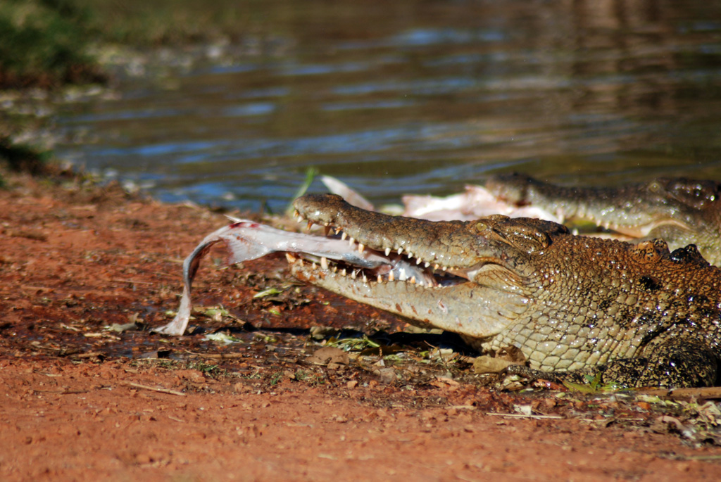 9 Dangerous Animals You Should Run Away From