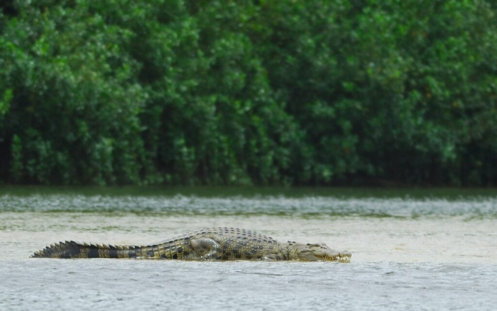 15 Abnormally Large Animals That Really Exist