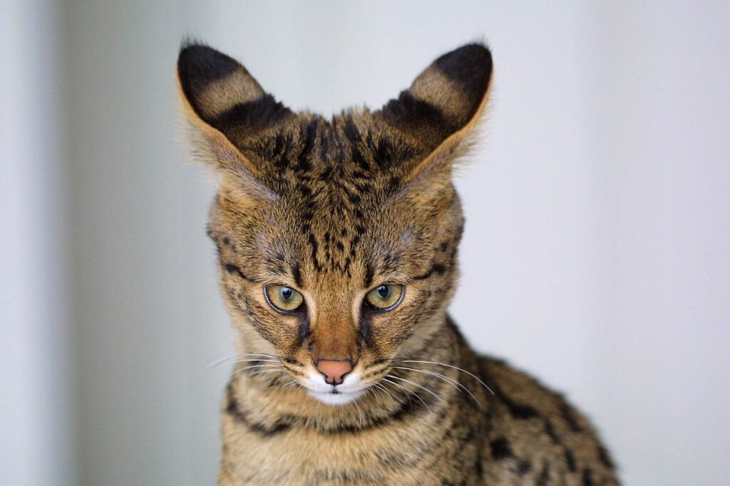 Credit: 20 Hybrid Animals Created By Scientists You Won’t Believe Exist