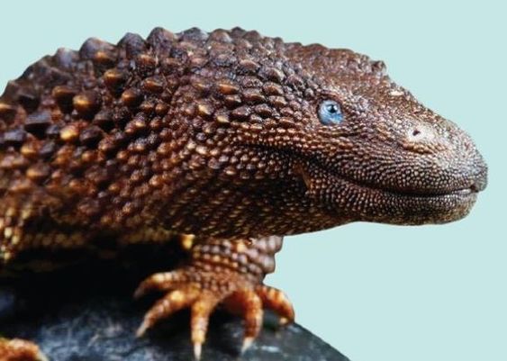 10 Unique Animals You Won’t Believe Exist